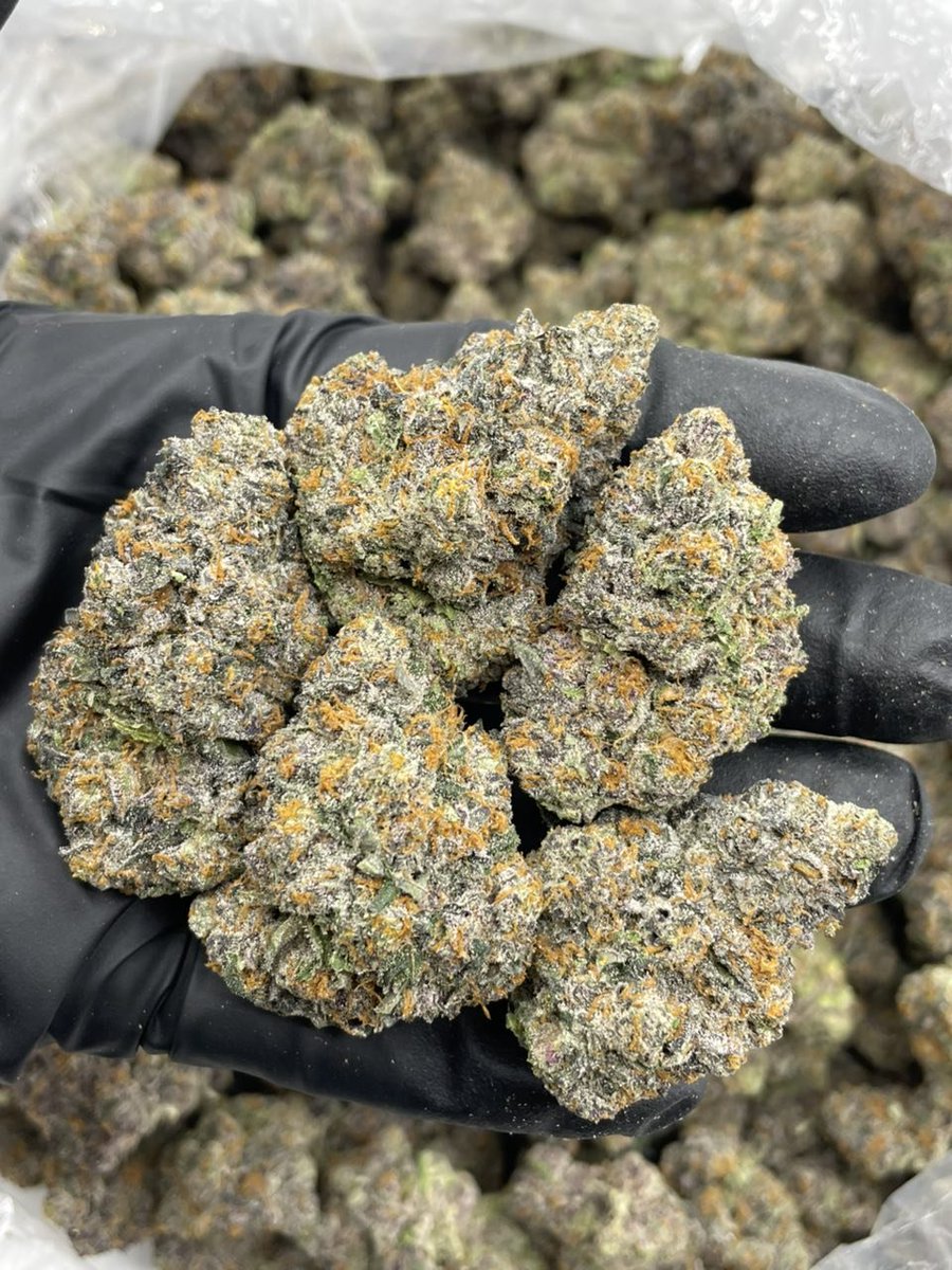 TexasLocalPlug's tweet photo. ⬆️ Rainbow Root Beer Float indoors 🌈🍺
Bomb exotics with a chunky bag appeal 🔥 orange hairs &amp; lots of color with a fire nose that smells like blue cream soda crossed with rainbow zoap! https://t.co/tx8Hn6BBl1