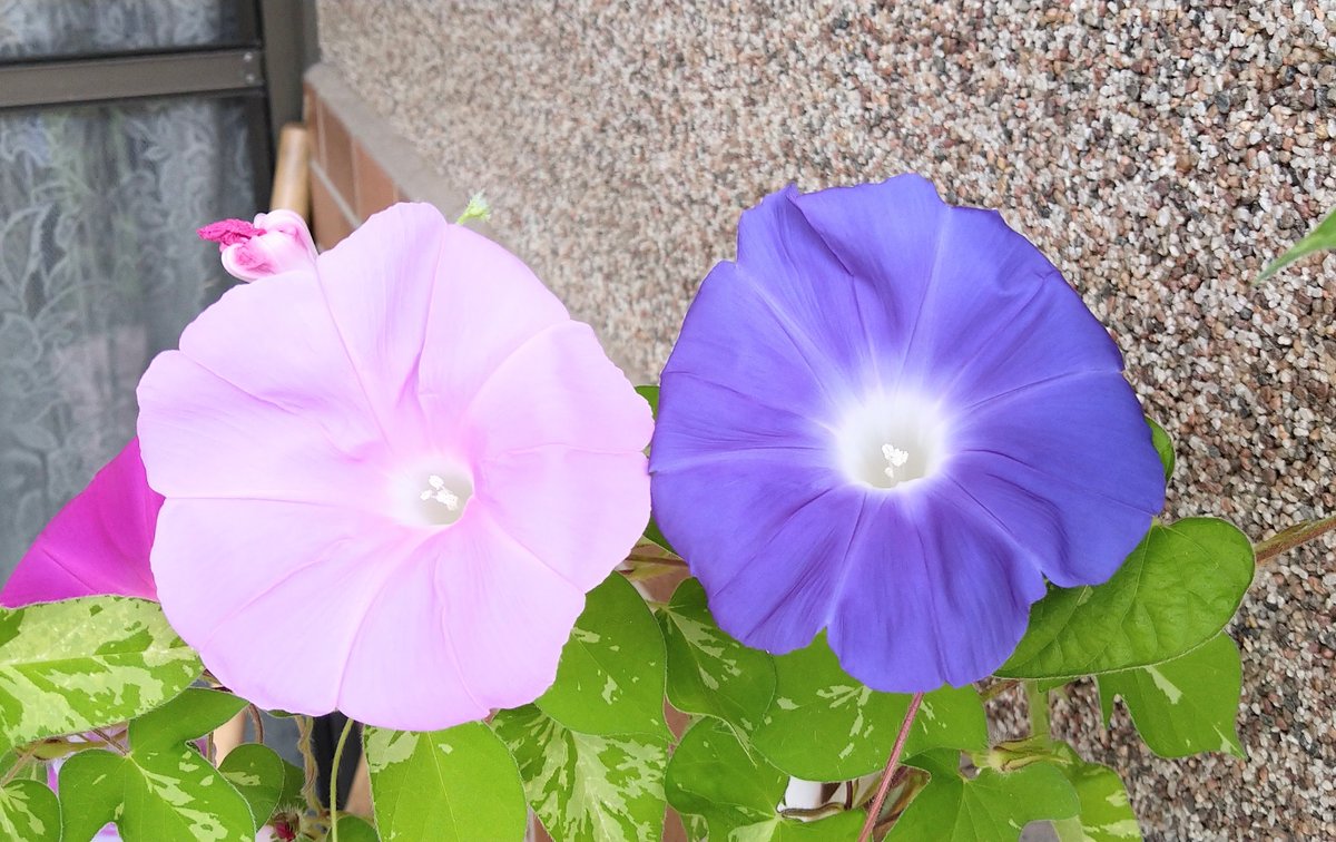 kgwata007's tweet photo. ほたるさんこんにちは、今日は日差しが強く 暑いですが、背中暑くないですか、今は毎日朝顔の花が咲くのを楽しみにしてます
#FMわたらせ https://t.co/DRN0UVKczi