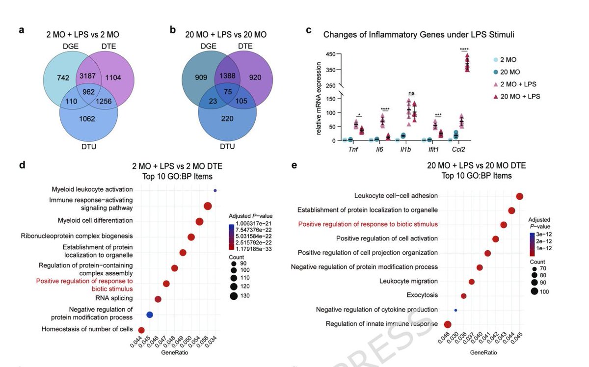 sailgene's tweet photo. 🧬 Short-read scRNA-seq misses the full picture.

A new study in J Neuroinflammation used ONT long-read sequencing to profile microglial aging — uncovering 57,647 novel isoforms &amp; isoform switching invisible at gene level.

#LongReadSequencing #SingleCell #Neuroinflammation https://t.co/Tjn3OwVjQd
