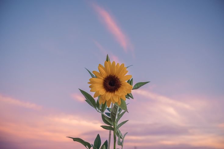 Lovandfear's tweet photo. the sunflower theory

when your mood drops, go outside and turn your face toward the sky for 60 seconds. close your eyes, take slow breaths, and let the natural light hit your skin. it may seem simple, but your body understands it. sunlight helps your brain calm down and gently resets your nervous system.

it's like giving yourself a small pause to breathe and start again. you don't need anything complicated, just a moment of light, stillness, and air to feel a little better.