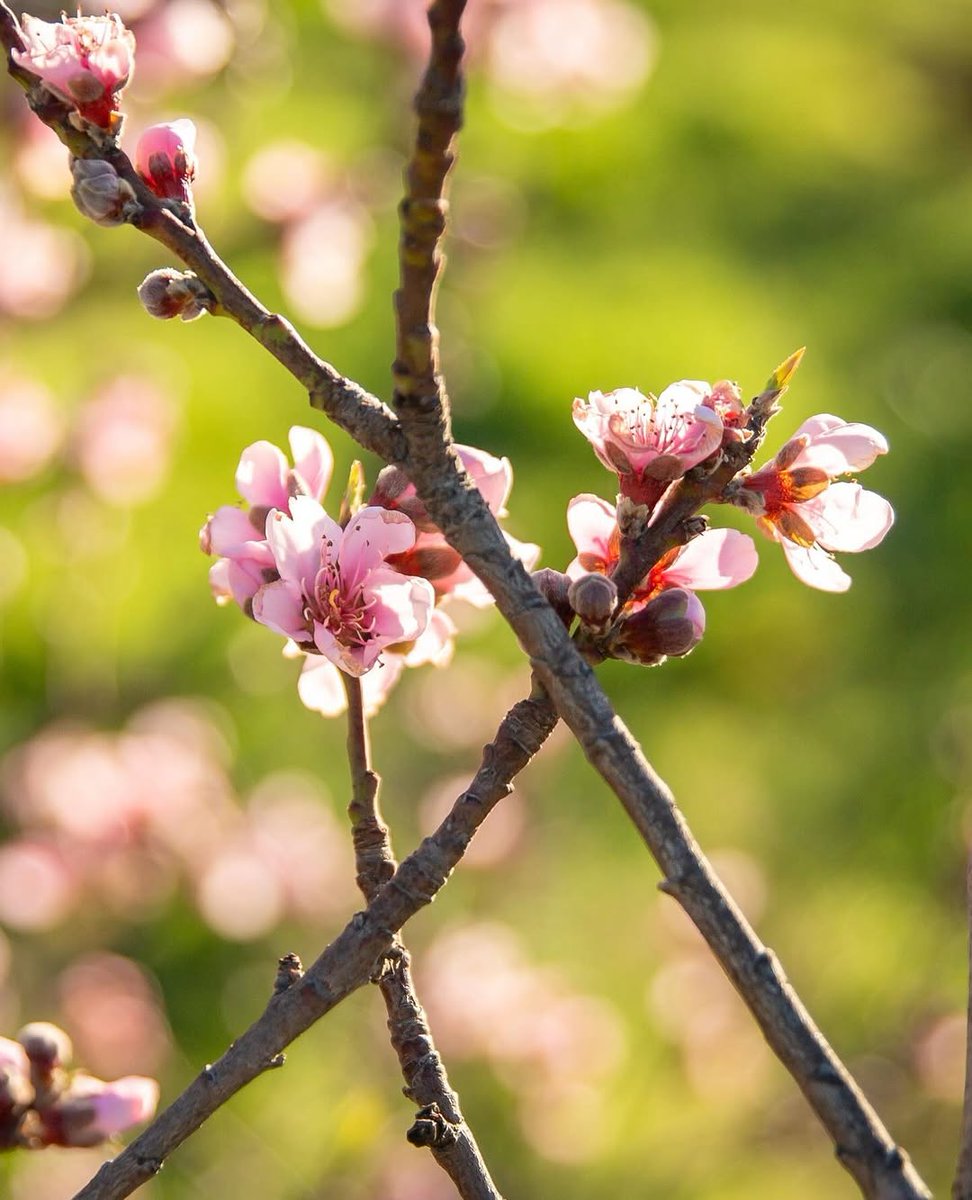 KarinJanekjf's tweet photo. The Fruit Basket is starting to bloom! 🌸 Our peach trees are showing their first flowers, a gentle hint that winter is ending, spring is approaching, and this summer’s stonefruit is slowly forming day by day.

Visit the orchard in bloom, meet our ani... https://t.co/eu0AAq6fqb