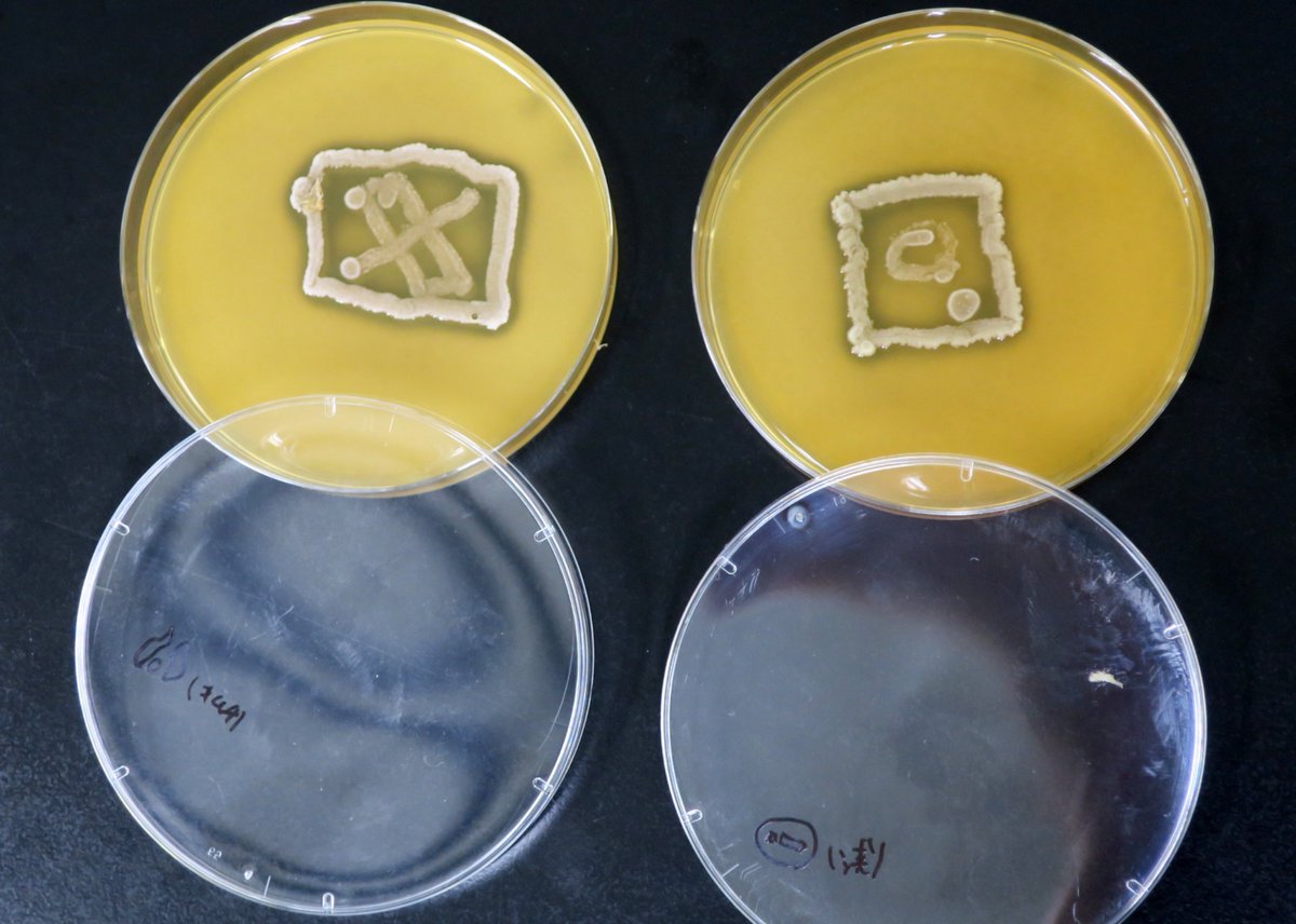 kuas_bio's tweet photo. 微生物🦠アートを楽しんで💕
#kuas #バイオ環境学部
#応用生命科学科 https://t.co/72MAQzLc3h