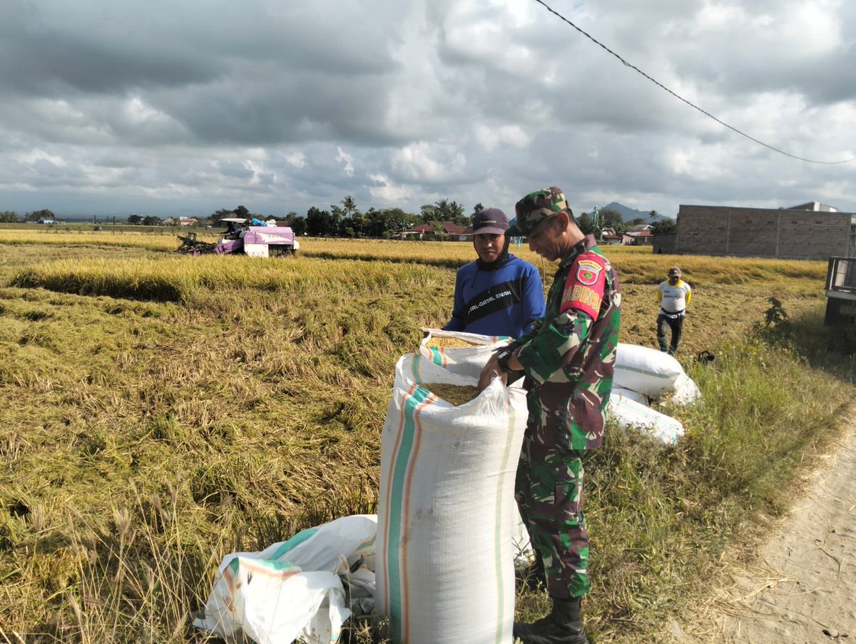 KodimBulukumba's tweet photo. Wujud Nyata Swasembada Pangan, Babinsa Gantarang Dampingi Petani Paenre Lompoe Panen 7 Ton Padi

BULUKUMBA — Babinsa Koramil 1411-01/Gantarang, Pelda Sofyan, melaksanakan pendampingan panen padi bersama Kelompok Tani Lalangtiting 1 di Dusun Katimbang, Desa Paenre Lompoe. https://t.co/4w9hUaBvEG