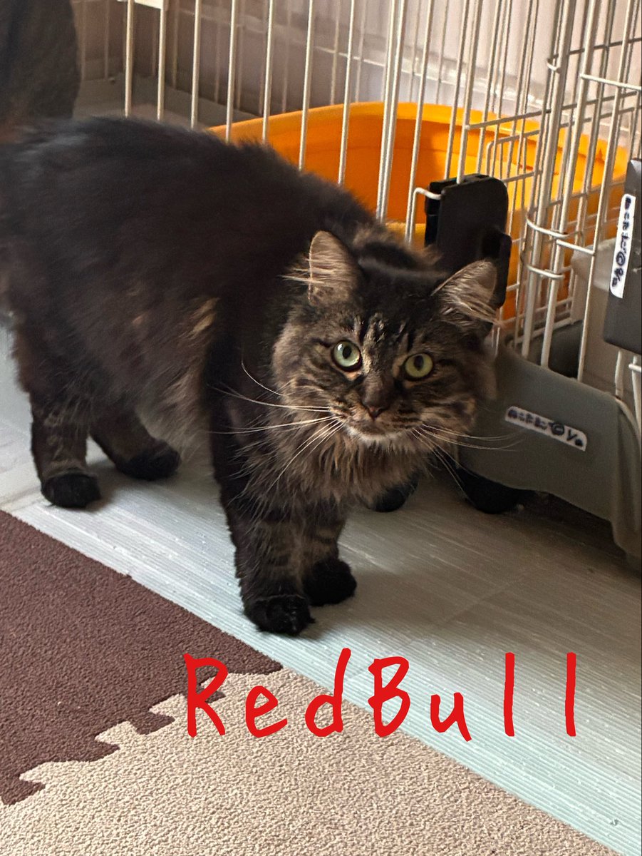 nekotamago_'s tweet photo. ねこたまご日誌 日直 RedBull

私の名前はRedBull。
遊びに夢中になってるとボランティアさんのそばまで近づくことも増えました���
同じ部屋にいてもリラックスできるようになったきたしね✨️
撫でられるようになるまであと少し……かもね？

 #ねこたまご
 #ねこたまごプラスカフェ
 #迎え主募集中 https://t.co/KHqWG91wID