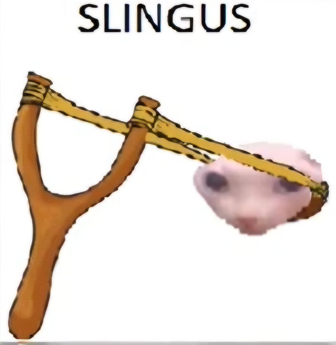 BingusSol tweet picture