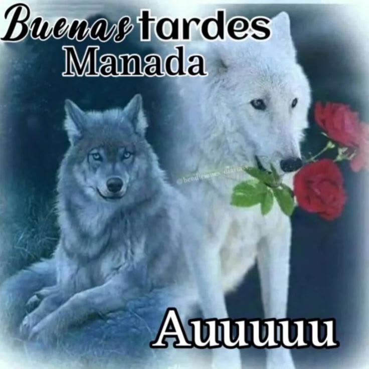 pampchk's tweet photo. @soy_emily_pero @rencitaamiauw Defiende lo tuyo loba 🐺🐺🐺 https://t.co/AxpMp0J3b6