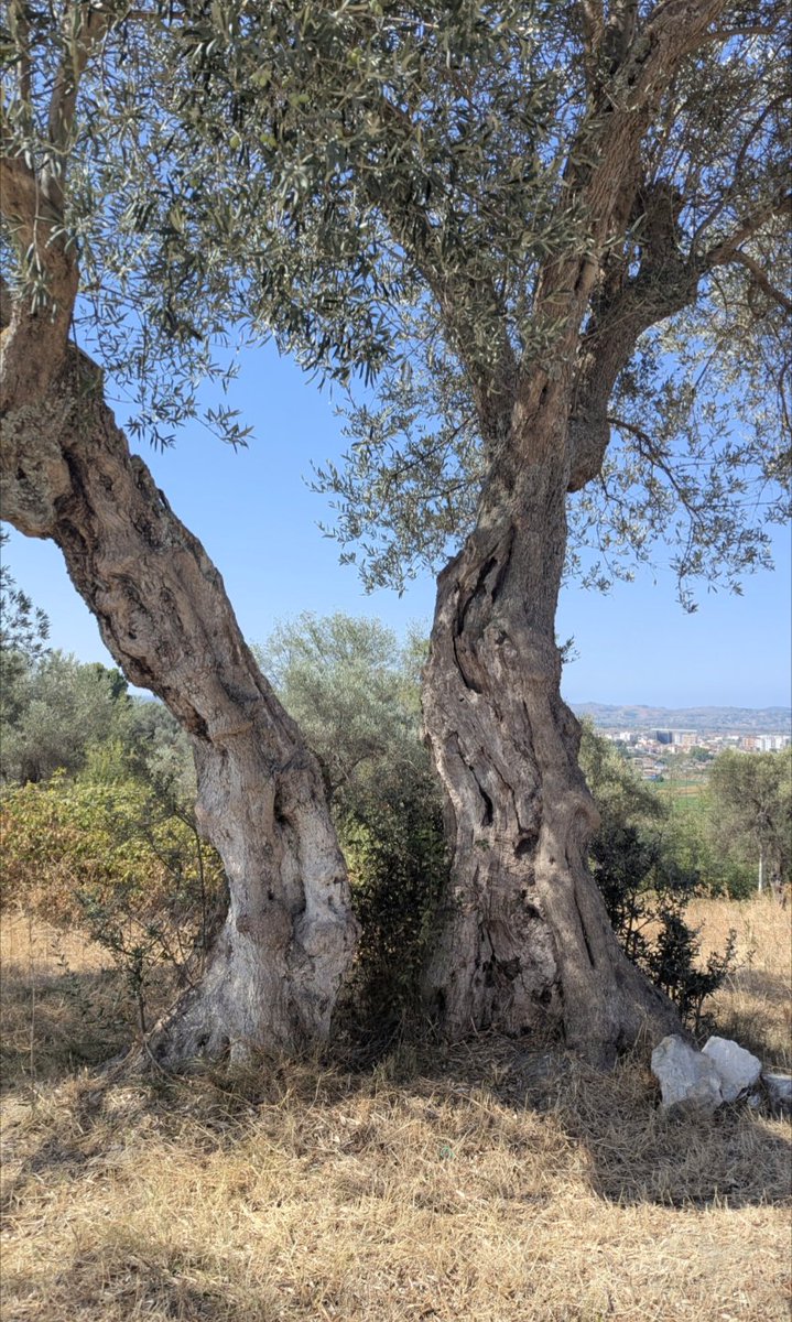 Jim73131158's tweet photo. An awesome olive tree for #thicktrunktuesday

I'm amazed by these trees, their resiliency and beauty. And not to forget olives, I love olives 😆 https://t.co/Aau4dwpPvk