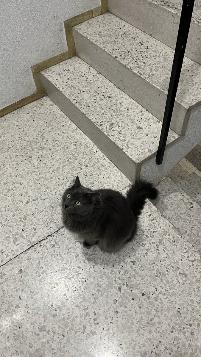 __androide's tweet photo. Viva sacarle fotos a gatos 🐈‍⬛ https://t.co/V5lyJibzZN