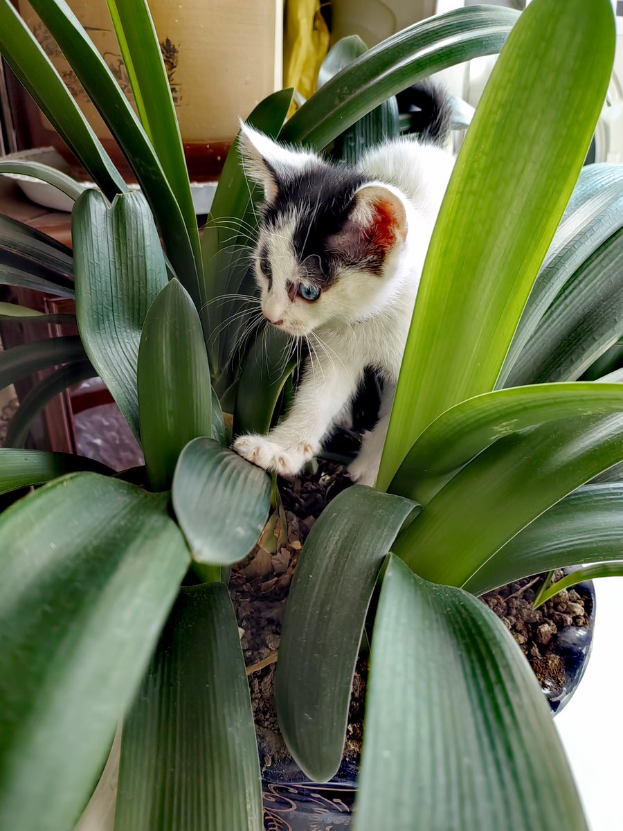 bxdxbo's tweet photo. My rescue kitten turned into a snuggly furball who greets me at the door every night  Watching you grow is my favorite part of being a pet parent.， https://t.co/4iKRlhDLaa