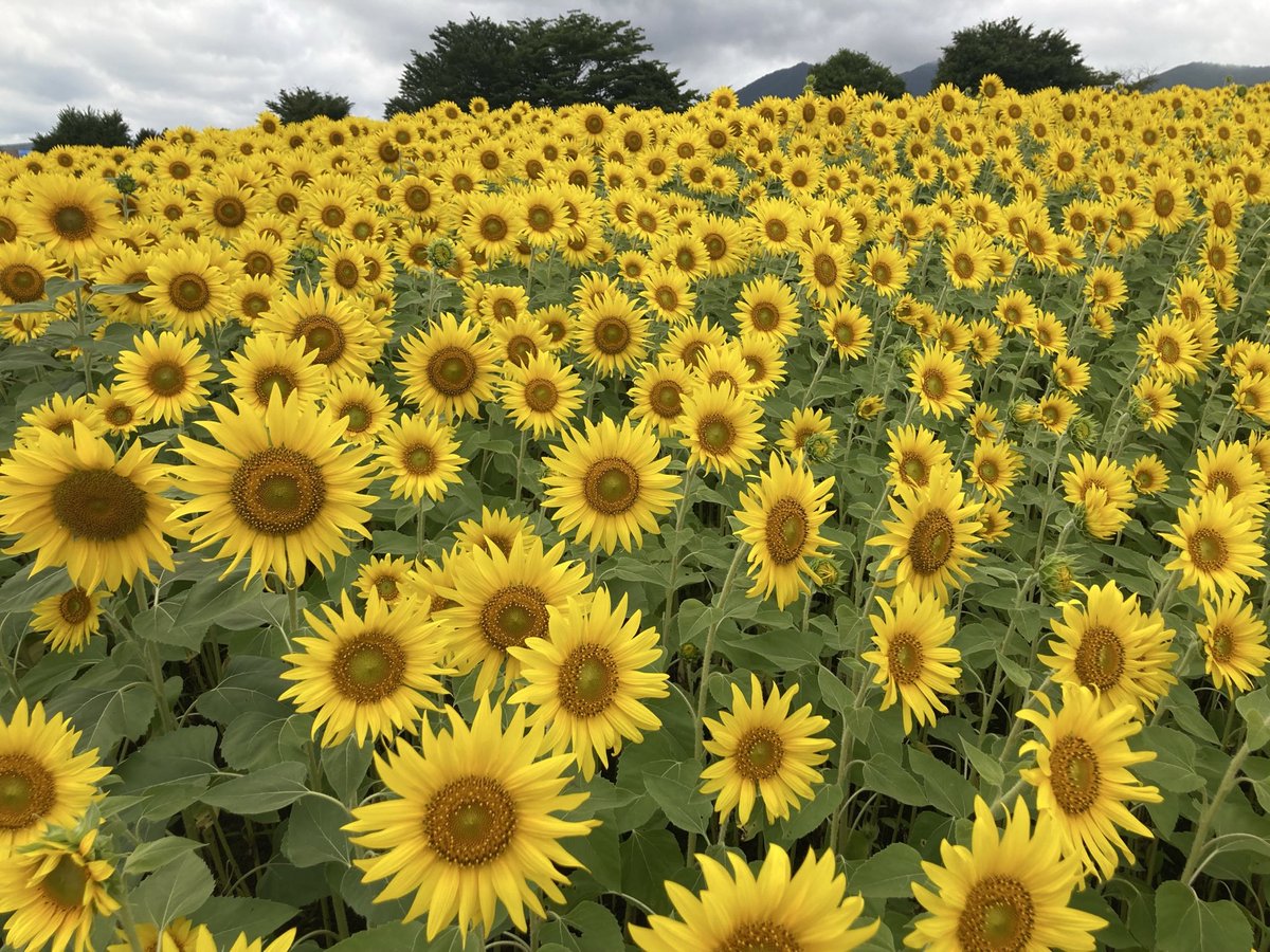 fukuiglabo's tweet photo. 福井学習Labo芦屋教室

【塾長の独り言】
当塾では先週から2学期が始まりました。どの生徒も好調にスタートしています。

もしお家や学校で、ギクシャクした様子が見られる場合、「この子は今成長している」と、一旦は捉えてください。

人間は若年でも高齢でも、皆、葛藤を抱えています。

#塾　#受験 https://t.co/FtH0f1ggBD