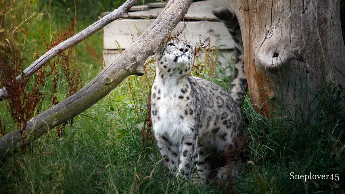 sneplover45's tweet photo. Joep β€οΈ Log
#Snowleopard #Joep #DierenparkHoenderdaell https://t.co/B2riQEhEEO