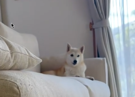 spongeyxbt's tweet photo. Bro that Dog is literally doing the Doge pose and same spot?

Doge 2?
https://t.co/4Rckh3s6Bw https://t.co/5y3tyebaga