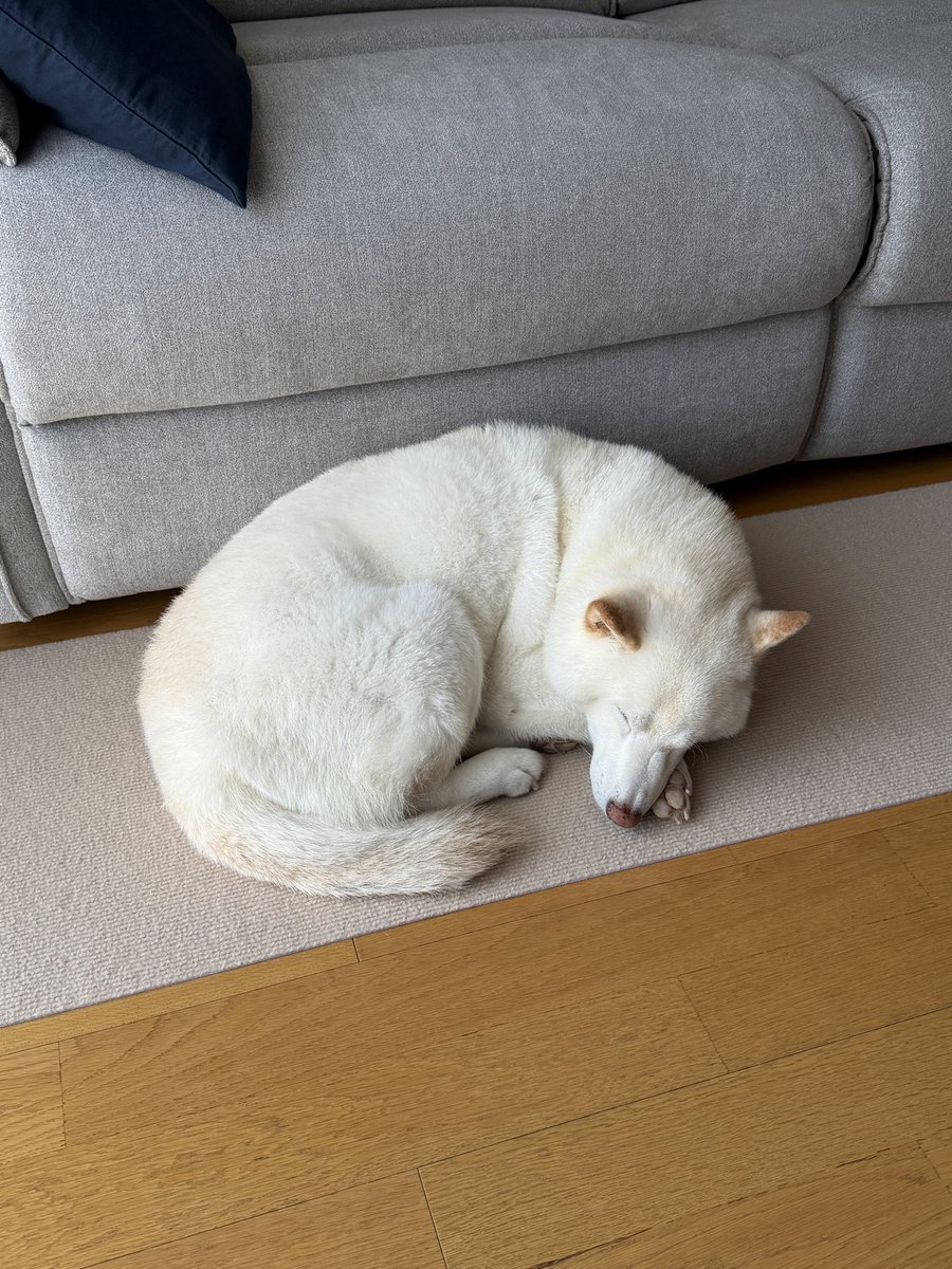 sirosibainu's tweet photo. 犬ロードで寝てる https://t.co/c9f4wXuI2f