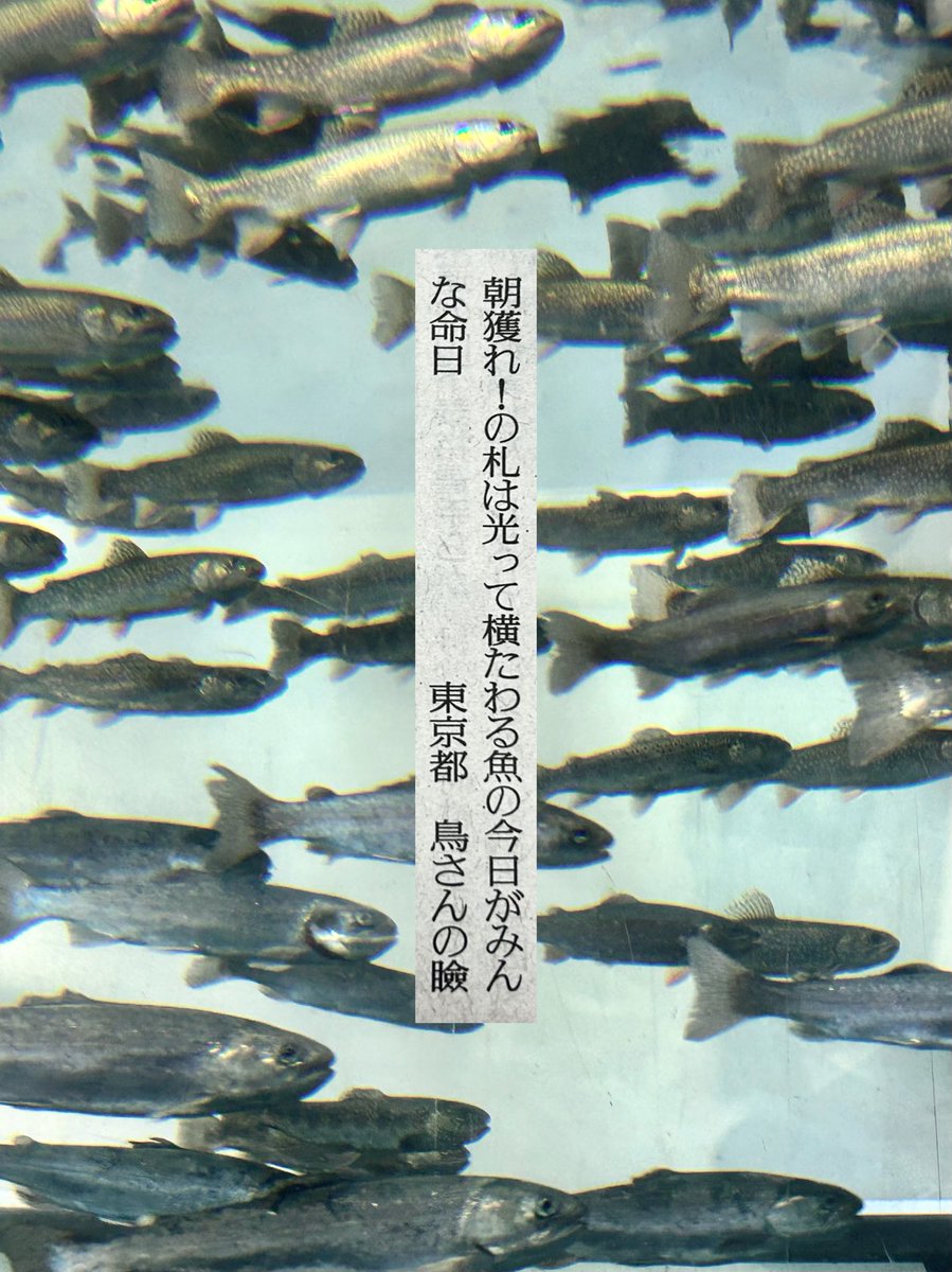 withoutSSRI's tweet photo. 2026.8.24 #読売歌壇 俵万智選

朝獲れ！の札は光って横たわる魚の今日がみんな命日
／鳥さんの瞼

掲載ありがとうございます。嬉しいです。
#tanka https://t.co/58o6ZiZZt1