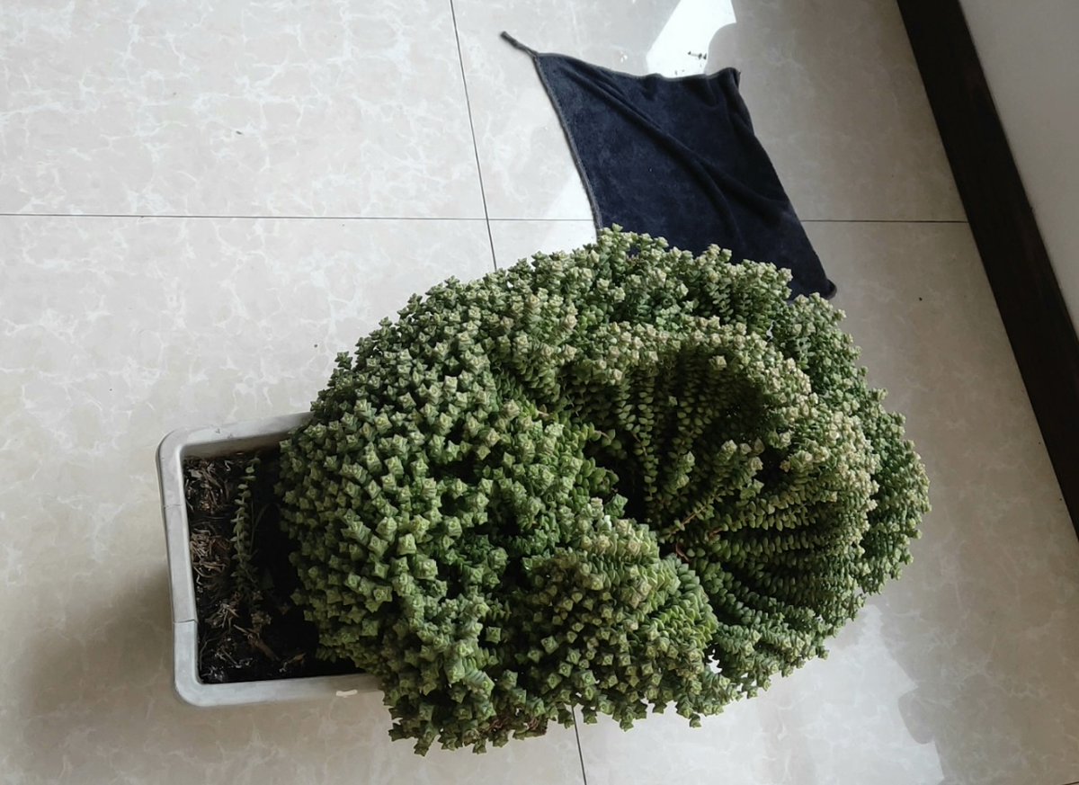 rsoYiWutHbba8mz's tweet photo. Small succulents don't need frequent watering—only water when soil is completely dry! Perfect for busy beginners. https://t.co/VPsu43IBNQ