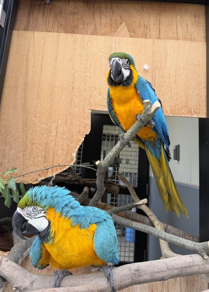 kofu_yuki_zoo's tweet photo. ヒナの名前は『ネーブル』に決定しました！
投票にご協力いただいた皆様、ありがとうございました。
父ゴウ、母リコ、ネーブルをよろしくお願いいたします。
#遊亀公園附属動物園
#ルリコンゴウインコ
↓詳しくはこちらをご覧ください。 https://t.co/SvhU6HpeNY https://t.co/xXd0wsNBha