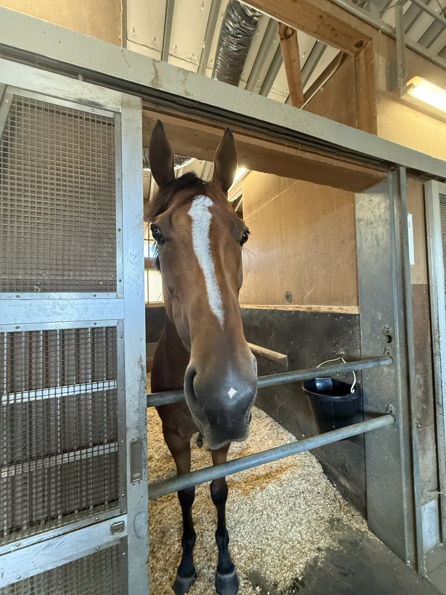 shogo_y_stable's tweet photo. ピューロマジック、岩田望来騎手でセントウルS目指します！
応援よろしくお願いいたします。 https://t.co/WaLF7LP8dg