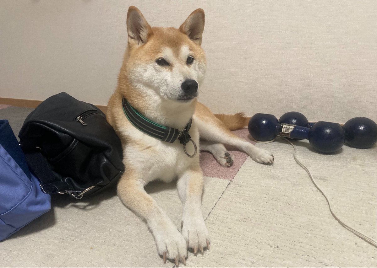bnnogi_'s tweet photo. ねぎおの飯用の鞄 ねぎおの鞄 ねぎおと住む犬 ねぎおのダンベル https://t.co/eYNrb2Ohk9