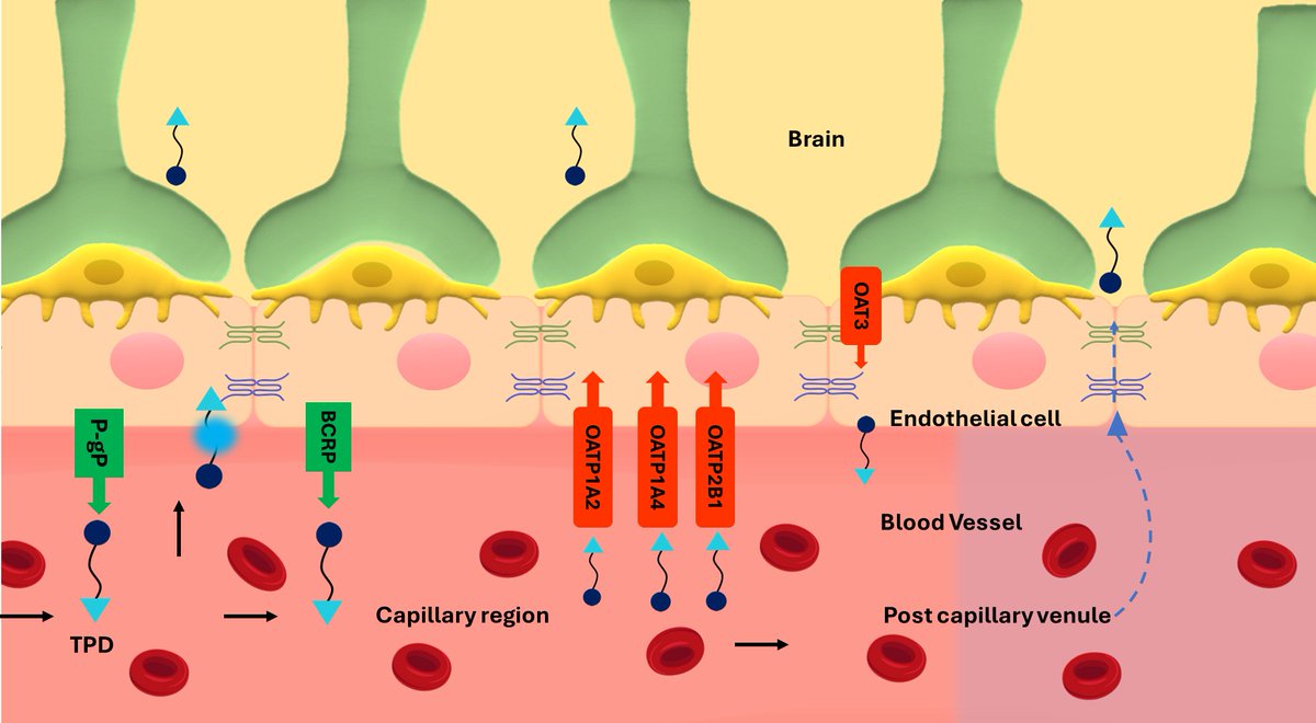 AN_ASP_'s tweet photo. Excellent Review article by Prof. Satinder Singh's team "Targeted protein degraders: Blood–brain barrier permeability and central nervous system exposure" https://t.co/mfSoN9wDGA #neuro #Central #nervous system diseases #CNS #TPDs #Blood–brain barrier https://t.co/mAId441rtT