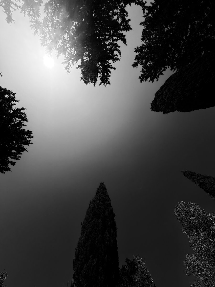 Alonein43672278's tweet photo. #photography #blackandwhite #trees #sun https://t.co/tQdJDZ7vox