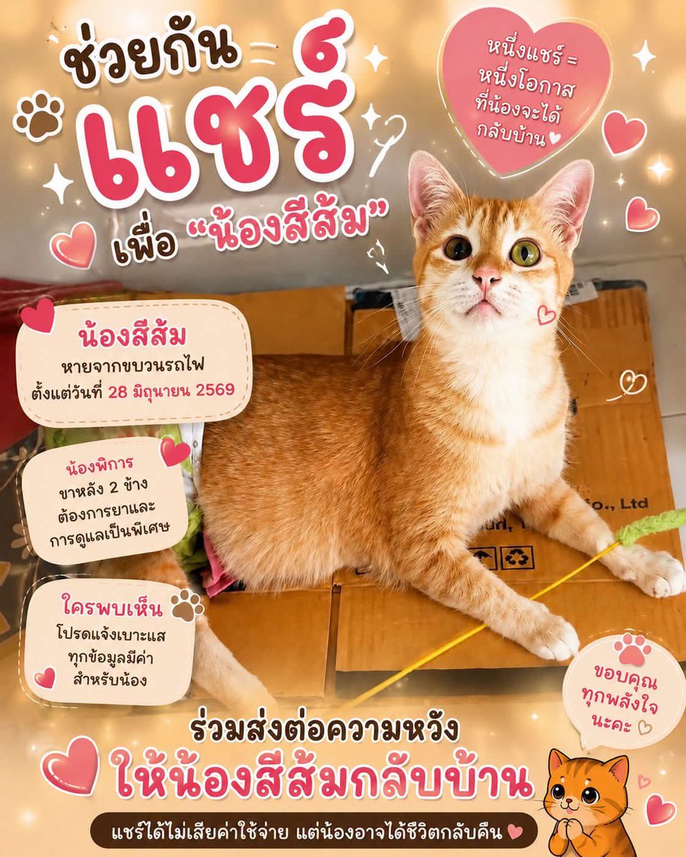 KhaohomSiri's tweet photo. 🙏🏻 pls rt ช่วยกันแชร์ น้องหายไป 1เดือน27วันแล้ว🥲 อย่าให้เรื่องเงียบ 🙏🏻

ใครพบ/มีเบาะแส สามารถติดต่อพ่อเพชร หรือ พี่ปุ๋มได้เลย

#แมวหาย #แมวหายบนรถไฟ #ส้มส้ม #น้องสีส้ม #ชุมพร https://t.co/eQmdtbXgJn