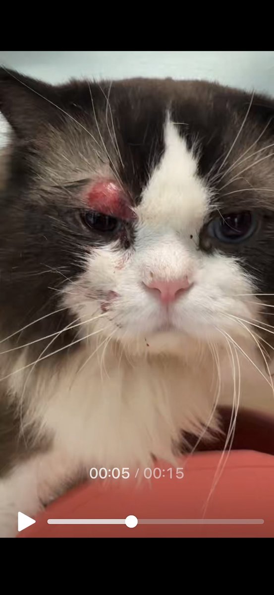 Gummybear1771's tweet photo. 还有好多人问我小猫怎么样了

更新一下后续

脸上的擦伤都已经掉痂愈合了，内脏出血也吸收了，现在是一个基本健康的咪

9楼坠楼能这样真是福气宝宝

就是性格变了

胆子变小了很多，以前喜欢跑酷、四仰八叉地睡觉，现在整天躲在沙发底下不出来，一点风吹草动都会受惊

不知道要多久才能让它走出阴影🥲 https://t.co/h85CDMUPSN