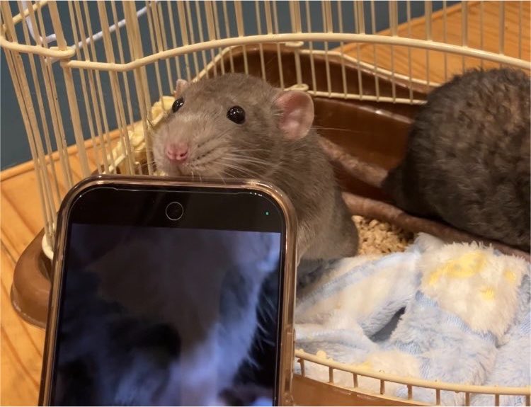 murakamine_zumi's tweet photo. ちぇぶおれパパさんに
撫で撫でしてもらえてご満悦ねずみ🐭

🐭この携帯ねーーっ
顎おきにちょうどいいのーーっ！！ https://t.co/DzBxn4RrCh