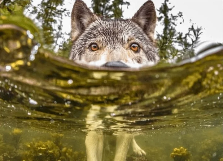 Rainmaker1973's tweet photo. There is a group of wolves in British Columbia known as "sea wolves".

They're behaviourally distinct, swimming from island to island and preying on sea animals. 

90% of their food comes from the sea. They've distinct DNA that sets them apart from mainland wolves and are entirely dedicated to the sea.