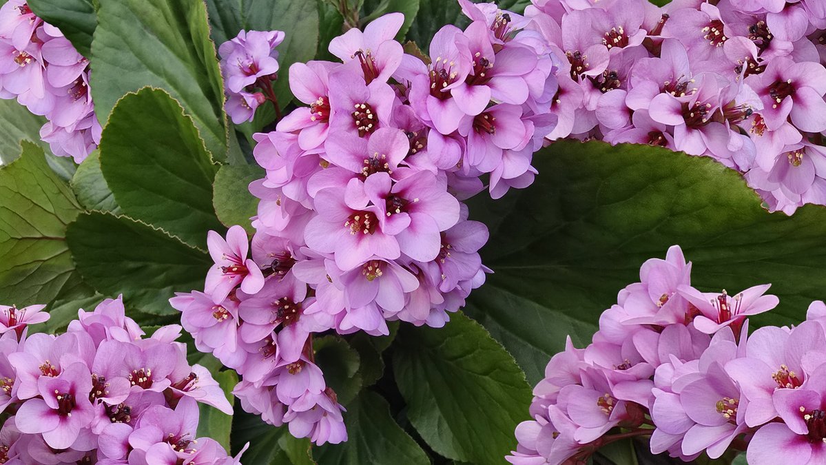 Flo_summer's tweet photo. Good morning, my friends🌞
I wish you a happy Tuesday💜🌷
Nature’s vibrant colors to brighten up your day! 🌺 🩷🌷💚
#Flowers #NaturePhotography #MacroPhotography #FlowerPower #ColorsOfNature #Photography https://t.co/cS7BYxeuMT