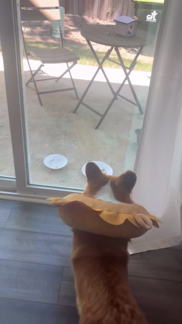corgitherapaws's tweet photo. Happy birthday to the bestest husband, partner, uncle, friend, and dog dad!!! 🥰 getting old sucks but it’s better with you! https://t.co/zI0HYYjl4G