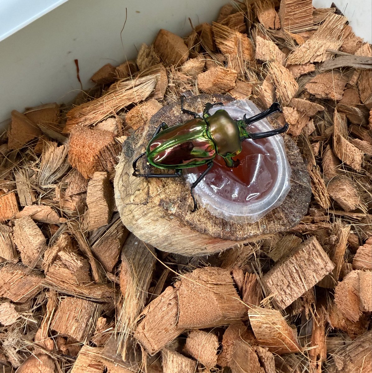 a__yota's tweet photo. ニジイロクワガタとヘラクレスに惹かれた☺️
ふれあい昆虫&amp;爬虫類王国ってのやってて行ってきた。

あと、レオパ🦎本当に飼いたくなった🤣苦手で躊躇したけど…いざ手に乗っけると可愛すぎて🥹 https://t.co/9SxFsbYXZj
