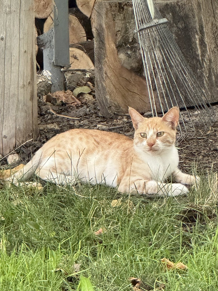 EDthemountain's tweet photo. My cats name is Zakaria 😁 he is chill https://t.co/kiBgkBGt6q