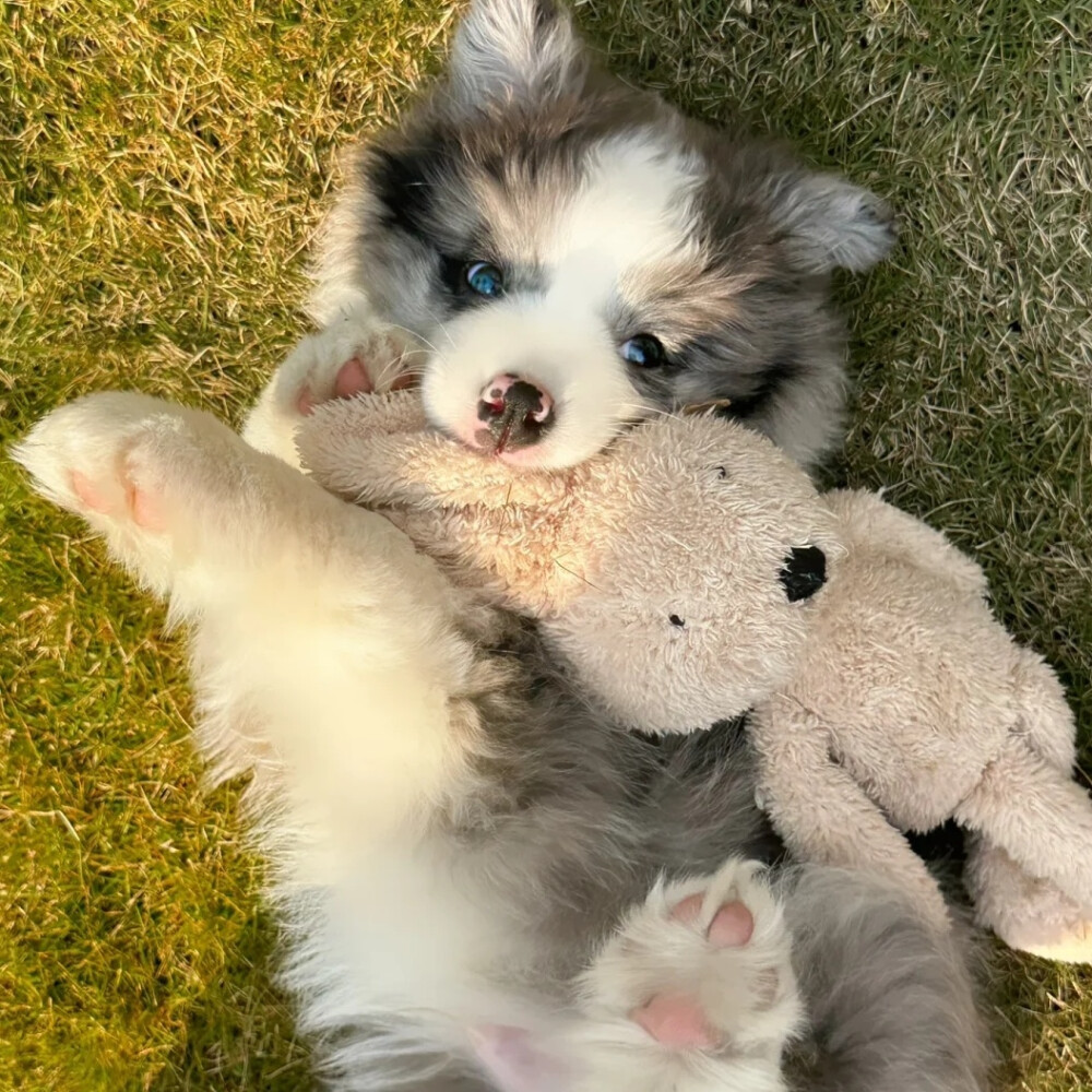 evalv288552's tweet photo. My tiny fluffy pup just hit 6 months old today  Watching him go from wobbly little nugget to zooming chaos gremlin is the best kind of magic. Never a dull moment with this fur bundle! https://t.co/JfwzTwnFUE