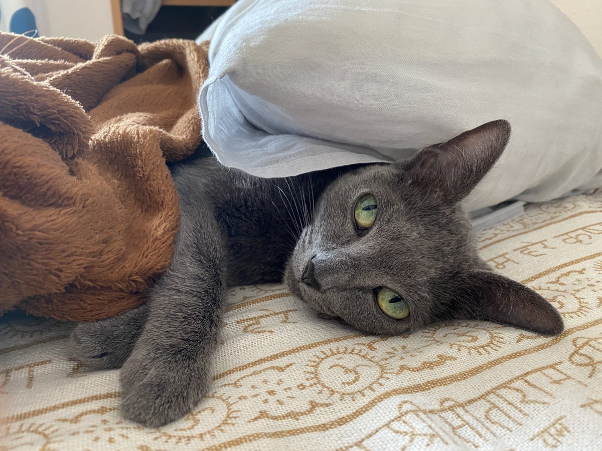 mozu_catnip's tweet photo. 今は亡き愛猫もずくの名前と姿を借りてエオルゼアを元気に駆け回ってるんだけど、昨晩笑顔のSS撮ってたら色々思い出し……あぶねぇ、なんとか致命傷で済んだぜ……

#FF14初心者 https://t.co/on11y64vIL