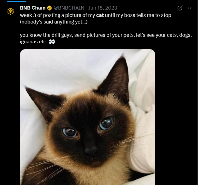 laskkkkkk's tweet photo. 在所有猫咪照片中，BNB 官方账号发布这只猫的频率最高——这是否意味着它就是 BNB 链的官方代表猫咪？

反省一下自己: https://t.co/MgK6cJW65j https://t.co/h84e7O9V8u