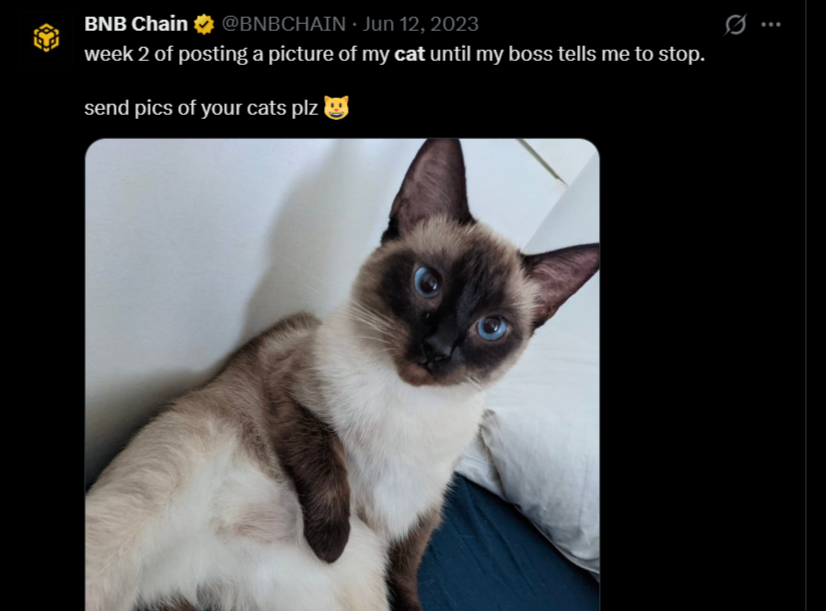 laskkkkkk's tweet photo. 在所有猫咪照片中，BNB 官方账号发布这只猫的频率最高——这是否意味着它就是 BNB 链的官方代表猫咪？

反省一下自己: https://t.co/MgK6cJW65j https://t.co/h84e7O9V8u
