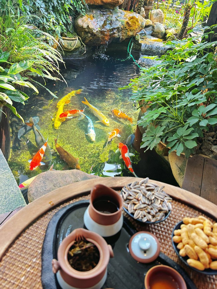 Tofekam's tweet photo. I took my cat to her newly opened teahouse with a friend, and the kitten was immediately drawn to the koi fish.🤭 https://t.co/OI3dNKLjVZ