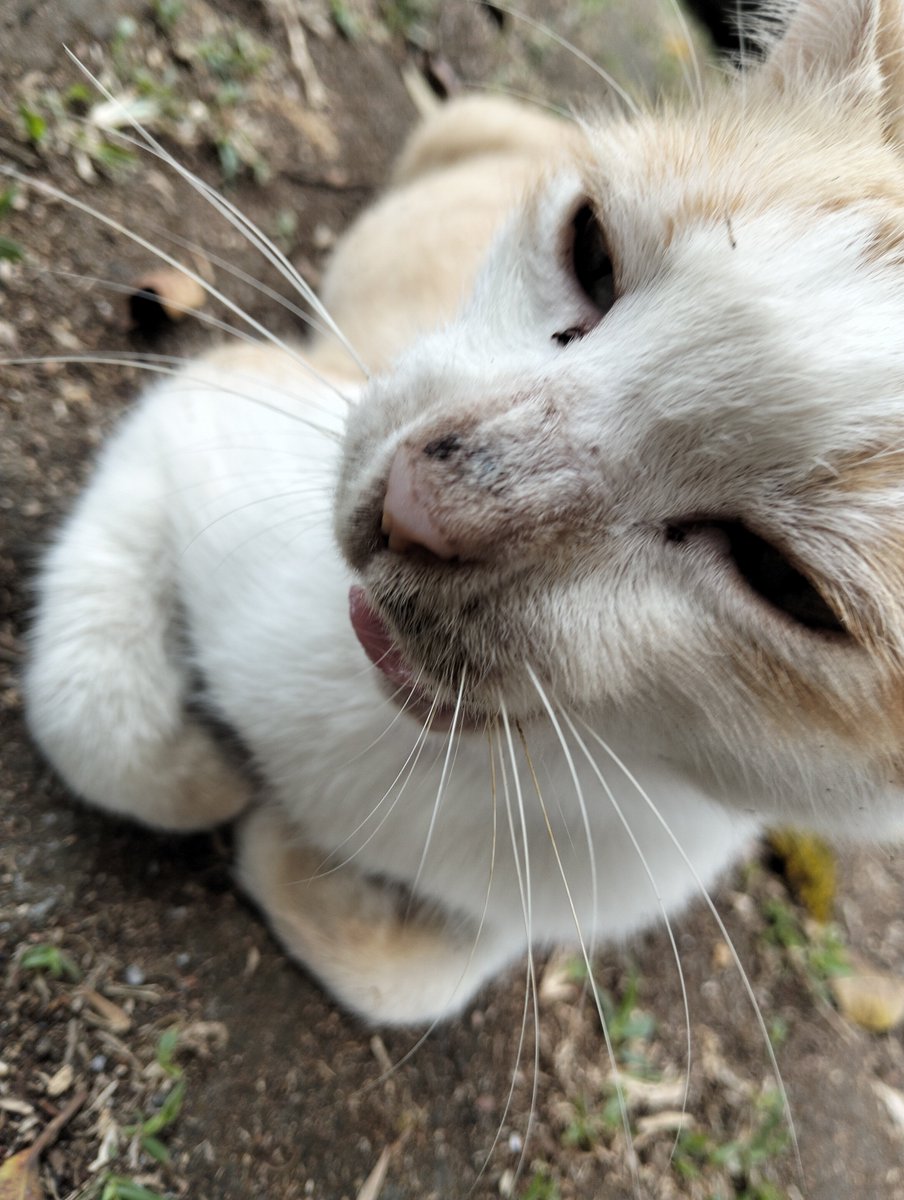 riechyleau's tweet photo. nemu kucing waktu bikin film 🥸🥸 https://t.co/jY5ySTbhJq
