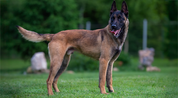 comuflauta's tweet photo. Por cierto, no se si es solo en mi barrio, pero estoy viendo últimamente muchísimos MALINOIS y tengo terror de que sean perros que se pongan de moda.

De verdad son perros super especiales que necesitan una rutina y una dinámica que está a otro nivel del 99% de la población.

Se que son muy monos de pequeños pero por favor, si sois una familia sedentaria, sin mucho tiempo libre y tenéis el conocimiento justo, ni se os ocurra plantearos este tipo de perros.

Estos perros van a ser bastante habituales en protectoras en no mucho tiempo.
