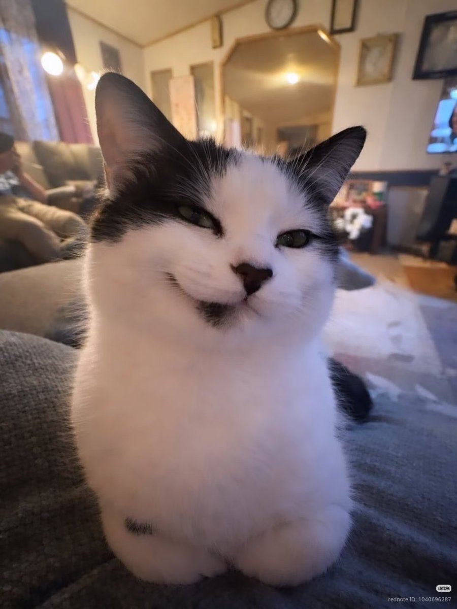 nocontextscats's tweet photo. scheming https://t.co/TubMuBON26