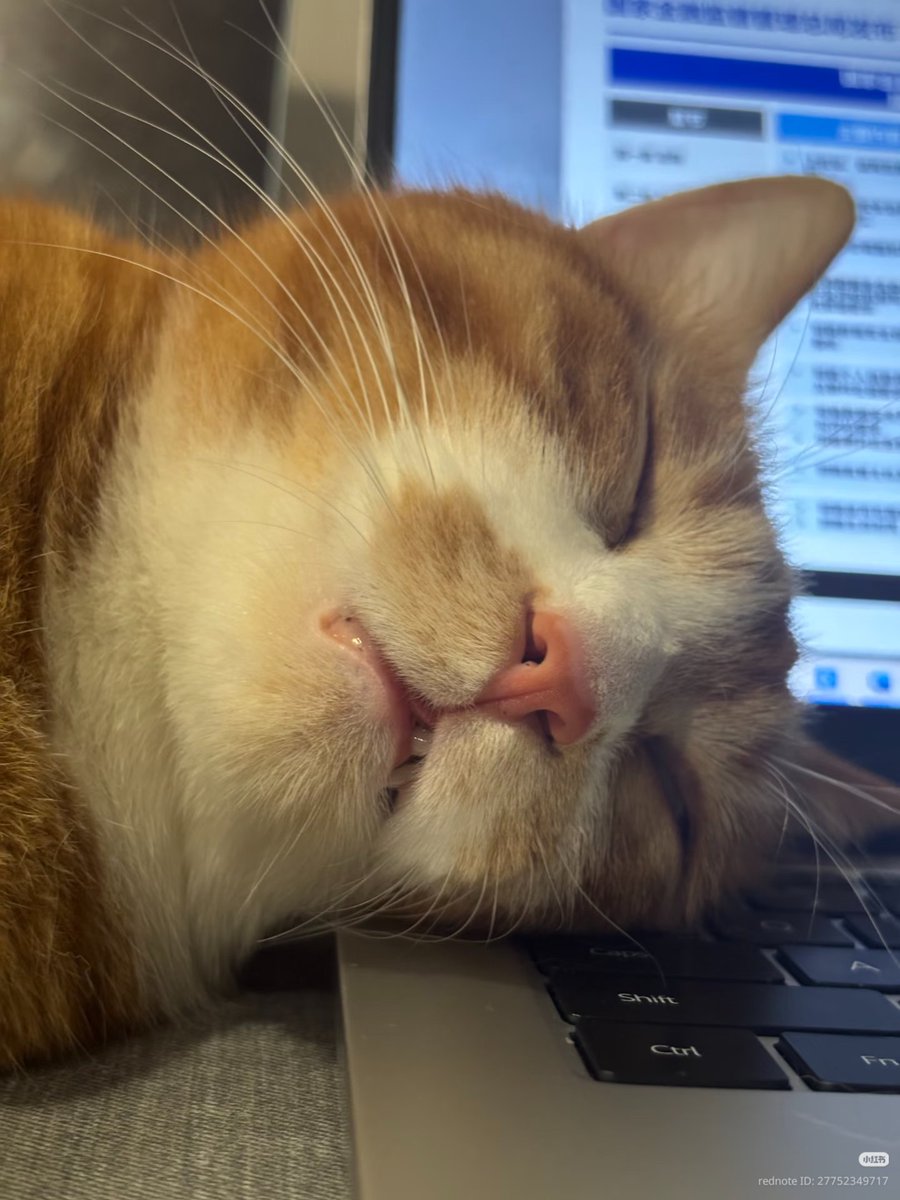 nocontextscats's tweet photo. so tired https://t.co/panKlCFRev