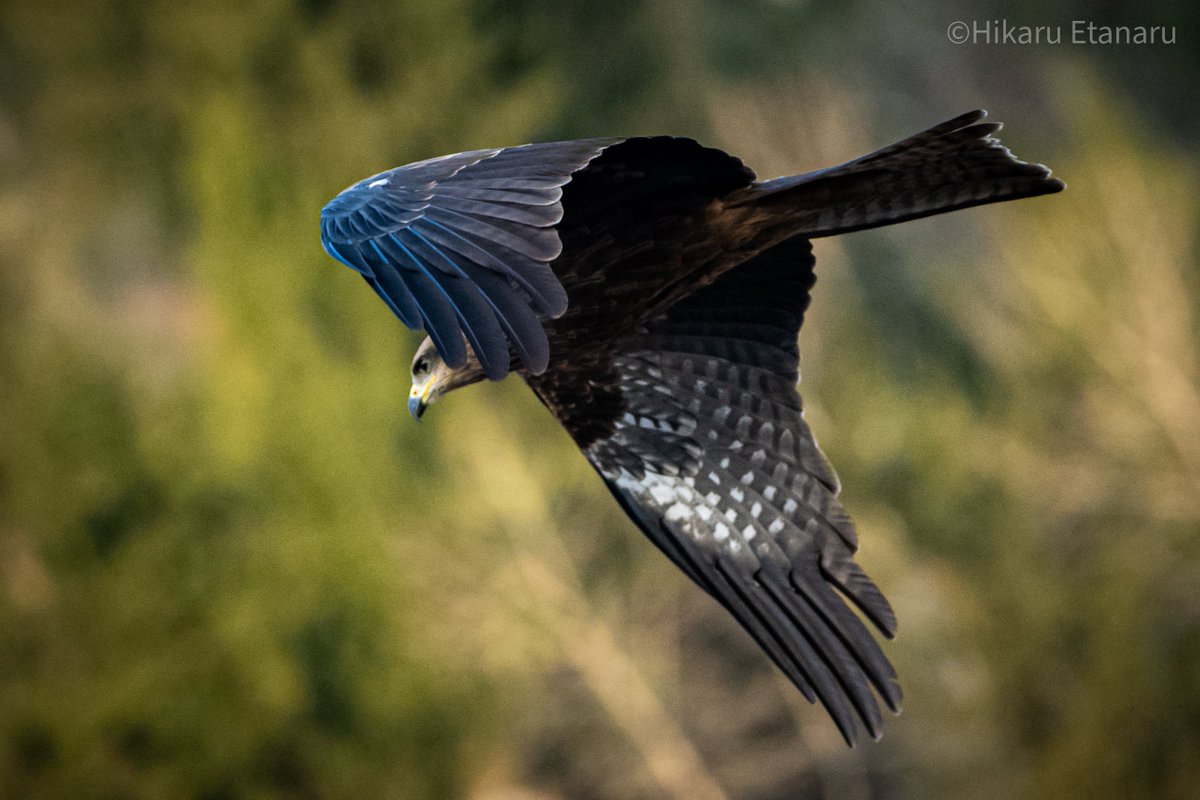 HEtanaru's tweet photo. Probably the best pic I took this year.

#photooftheday #BirdTwitter https://t.co/ksGTOUx9uR