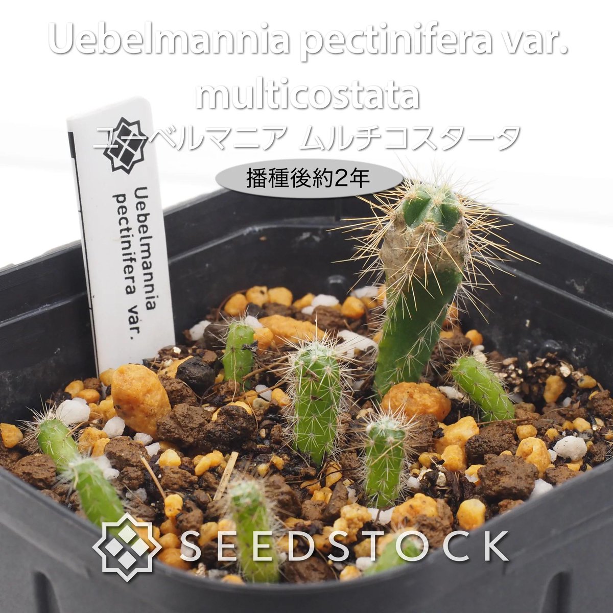 seedstock_jp's tweet photo. こんにちは☀️buruです！
本日はユーベルマニア ムルチコスタータをご紹介します🌱

サボテンといえば定番のペクチニフェラも魅力ですが、こちらはさらに流通が少なくマニア心をくすぐる貴重な変種です！漆黒の棘と精緻な稜線が描く美しさは、じっくり育て上げた人だけが味わえる至高の楽しみです。

日当たりと風通しの良い場所を好み、水やりは乾湿のメリハリをつけるのがコツです👍自分だけの特別な一株をぜひ種から育ててみませんか？

#園芸 #bonsai #ユーベルマニア #サボテン #多肉植物 #観葉植物 #植物のある暮らし #種子 #植物のある暮らし