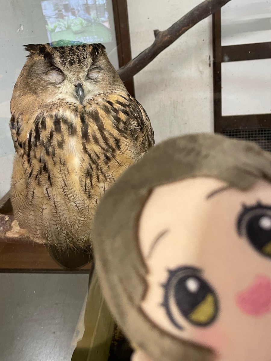 Chitose23's tweet photo. フクロウだいたいみんな瞳がオレンジだった、篠澤さん… https://t.co/LJ7S4PF7Pe