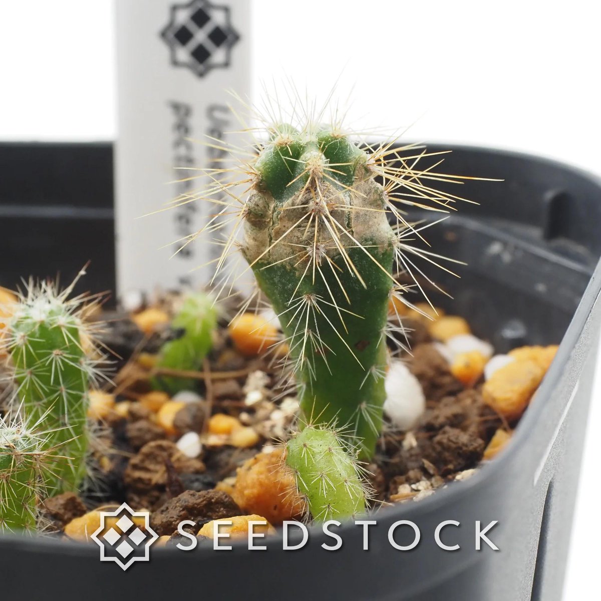 seedstock_jp's tweet photo. こんにちは☀️buruです！
本日はユーベルマニア ムルチコスタータをご紹介します🌱

サボテンといえば定番のペクチニフェラも魅力ですが、こちらはさらに流通が少なくマニア心をくすぐる貴重な変種です！漆黒の棘と精緻な稜線が描く美しさは、じっくり育て上げた人だけが味わえる至高の楽しみです。

日当たりと風通しの良い場所を好み、水やりは乾湿のメリハリをつけるのがコツです👍自分だけの特別な一株をぜひ種から育ててみませんか？

#園芸 #bonsai #ユーベルマニア #サボテン #多肉植物 #観葉植物 #植物のある暮らし #種子 #植物のある暮らし