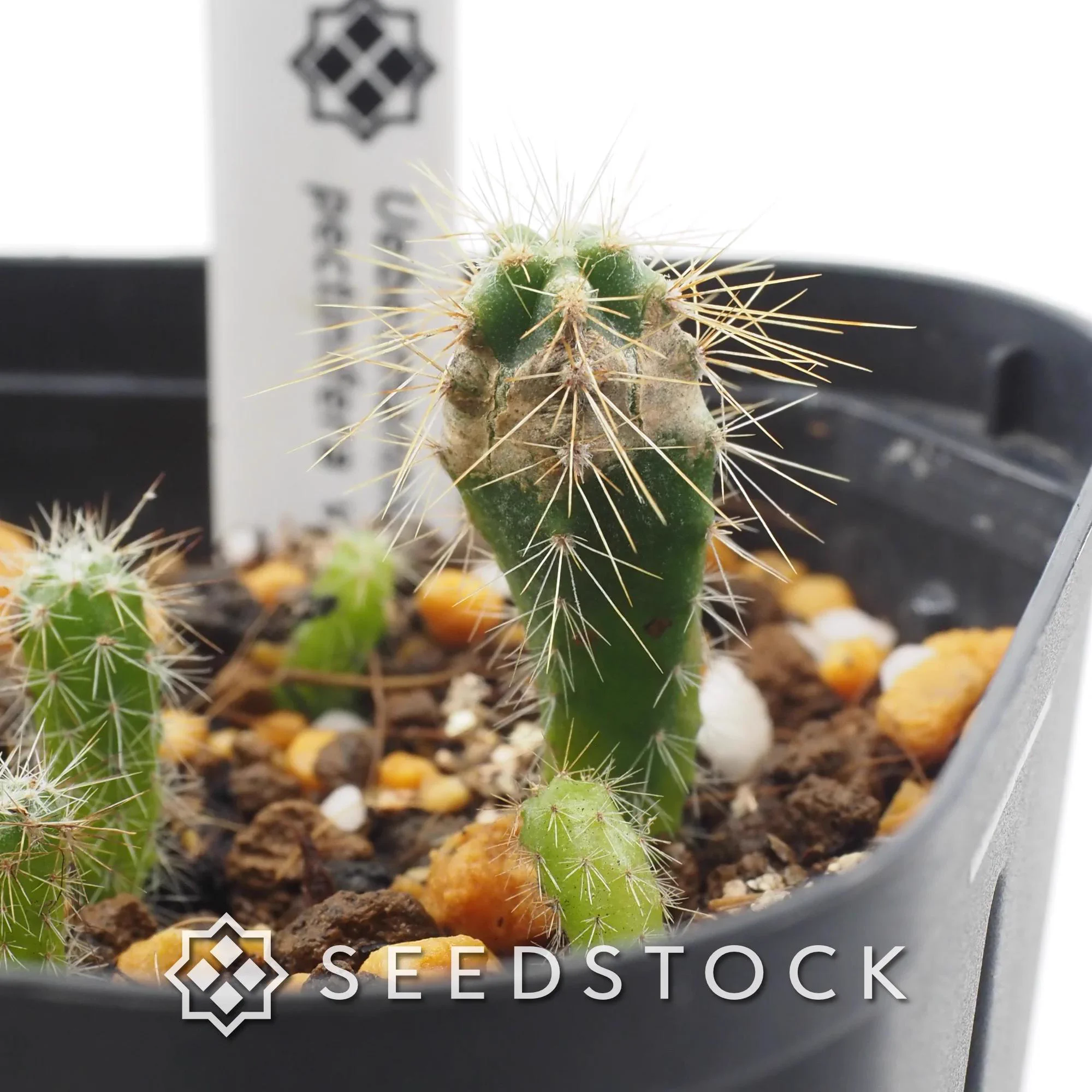 SEEDSTOCK on X: 