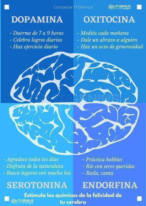 virginiog's tweet photo. ¿Cuáles son las 4 hormonas de la felicidad? https://t.co/lEPewRBiYg