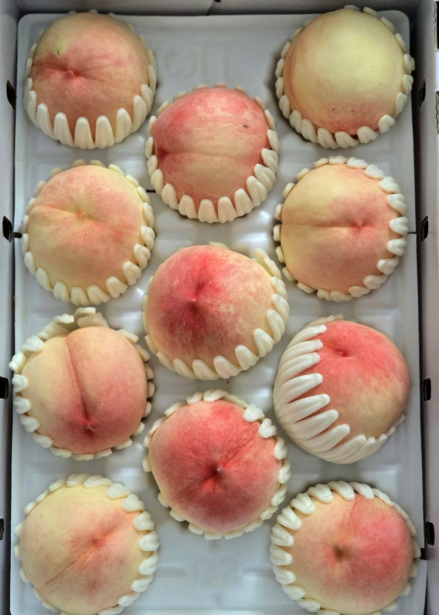 dom3017's tweet photo. 올해부터 과수원집 딸내미가 된 권력을 누려봄- 는 가장 맛있을때 알 크고 예쁜걸로 골라담아 보내주셨어ㅠㅠㅠ 크흡. 내년에는 인터넷 판매 좀 신경 써 볼게여... 헐값에 경매로 죄 넘기기엔 복숭아가 너무 좋다🫠 https://t.co/lP4UV9yQRO