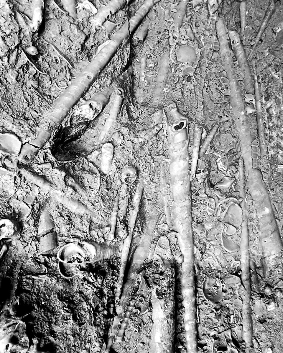 ABaucon's tweet photo. Transformed bivalves, dinosaurs, gastropods, and ammonites at Lisbon's Museu Geológico into a psychedelic fossil party. Overfiltered? Absolutely! #fossils #cyan #geologicalmuseum #lisbon https://t.co/7aRc8jhme1