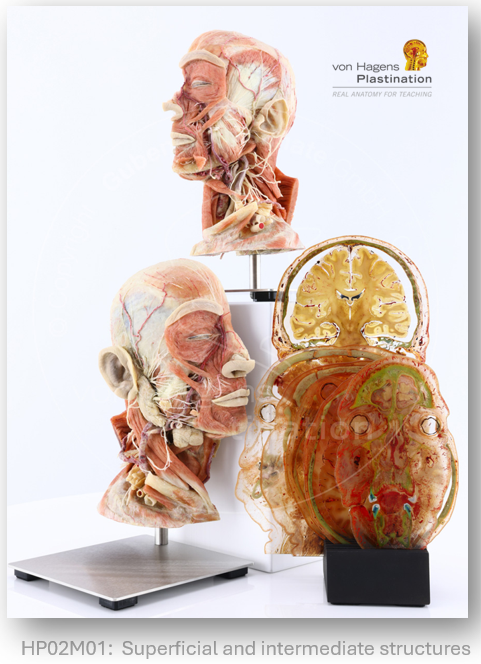 vonHagensPlast's tweet photo. New specimen: https://t.co/rY9DwG23GQ https://t.co/626AYULWSU